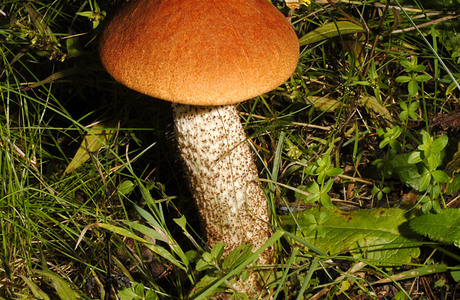 Eichen-Rauhfuß (Leccinum quercinum) - © Heinz Prelicz